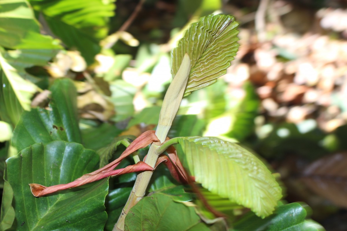 Dipterocarpus zeylanicus Thwaites